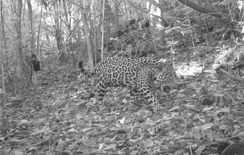 A camera-trap image of a jaguar—largest cat species in the Western Hemisphere—in Nicaragua’s Bosawás Biosphere Reserve. CREDIT: Fabricio Diaz Santos/Wildlife Conservation Society. 